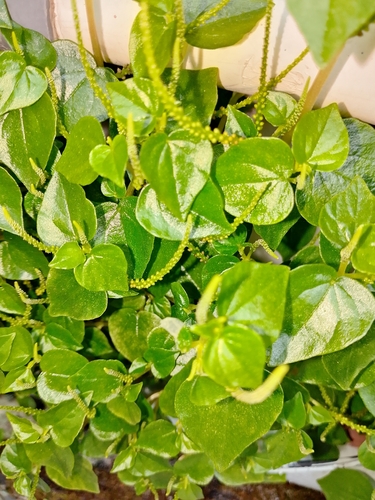 Peperomia pellucida