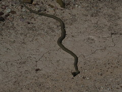 Psammophis notostictus