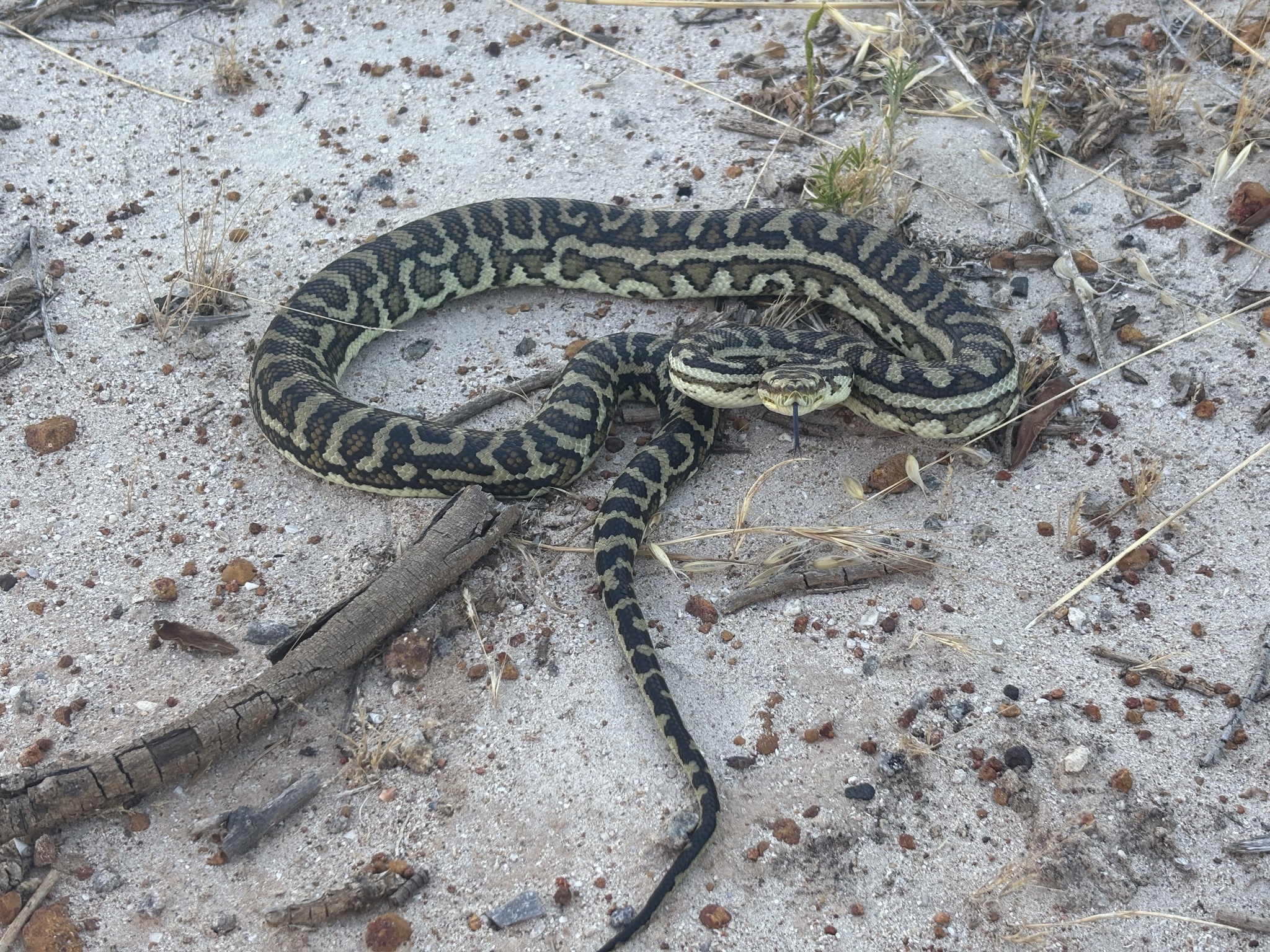 Morelia imbricata (Smith, 1981)