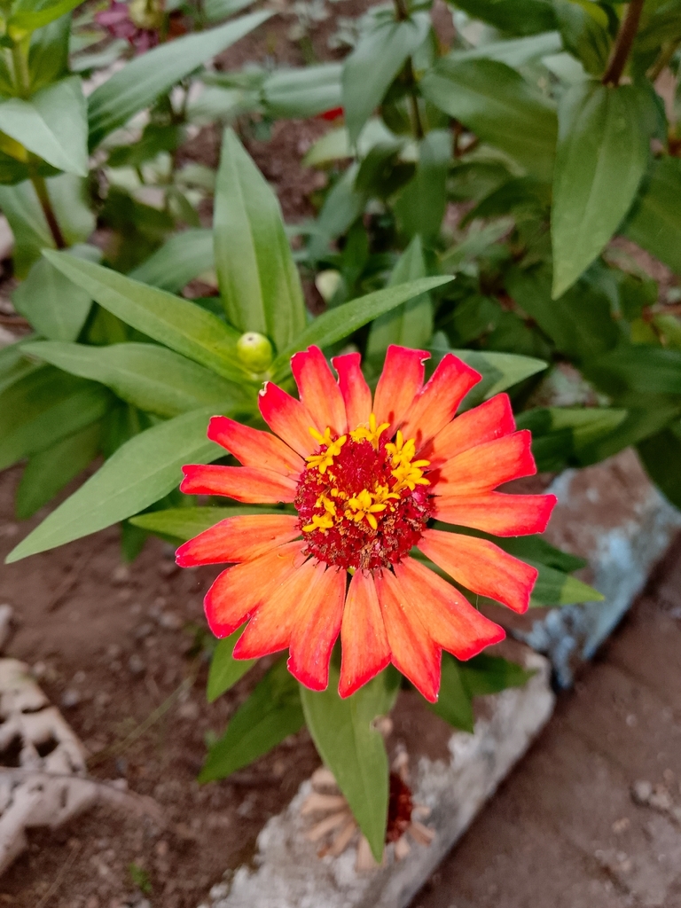Common Zinnia (Zinnia elegans)