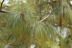 author not stated, no rights reserved Pinus roxburghii, photograph author not stated, no rights reserved