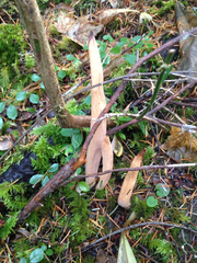 Clavariadelphus sachalinensis