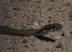Psammophis notostictus