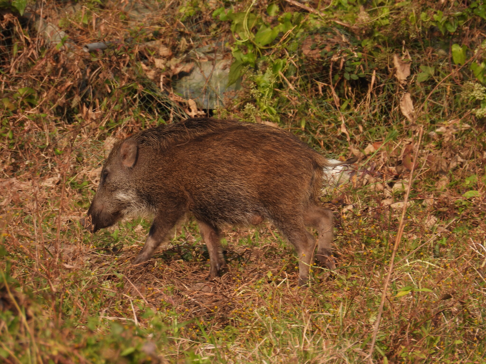 Feral swine (Sus scrofa)