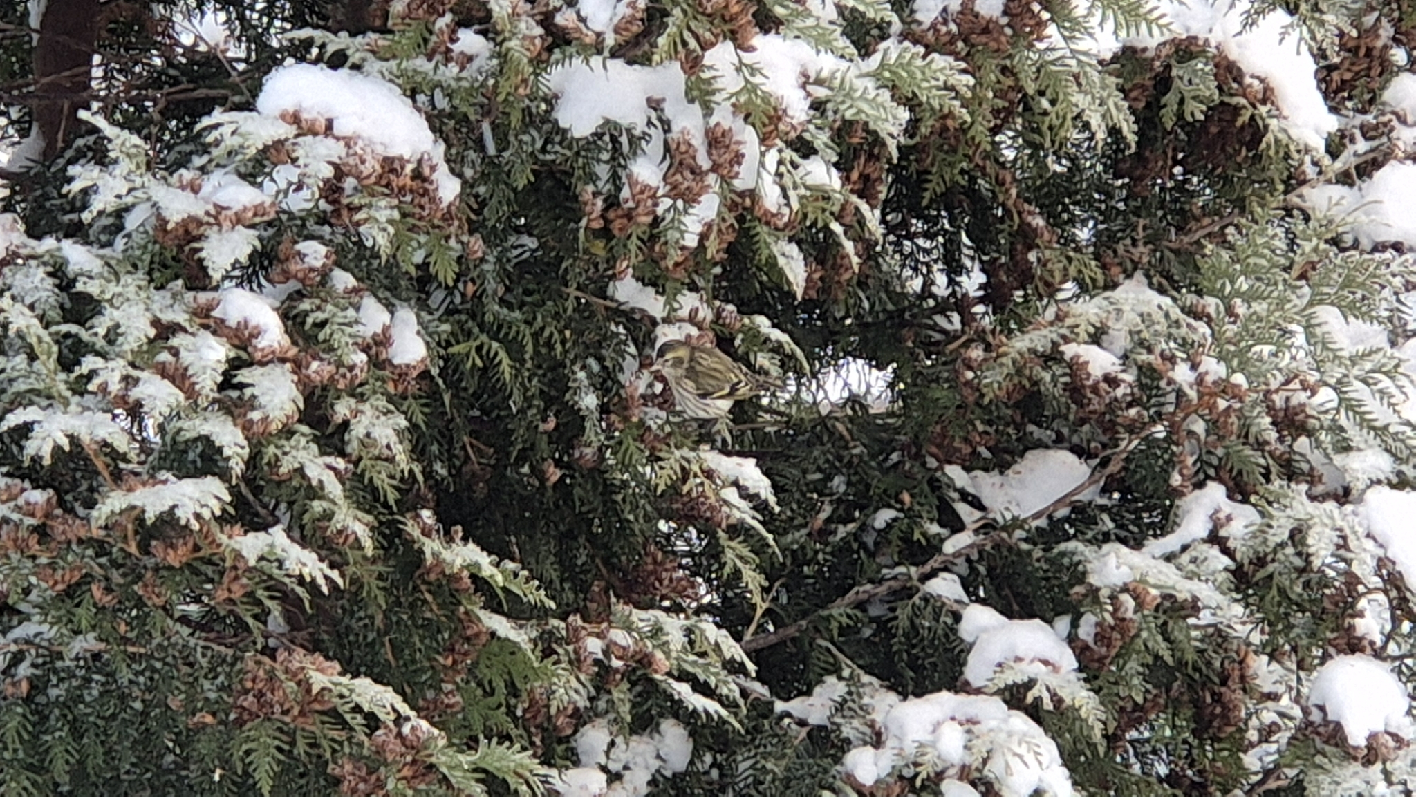 Eurasian Siskin (Spinus spinus), photo 9