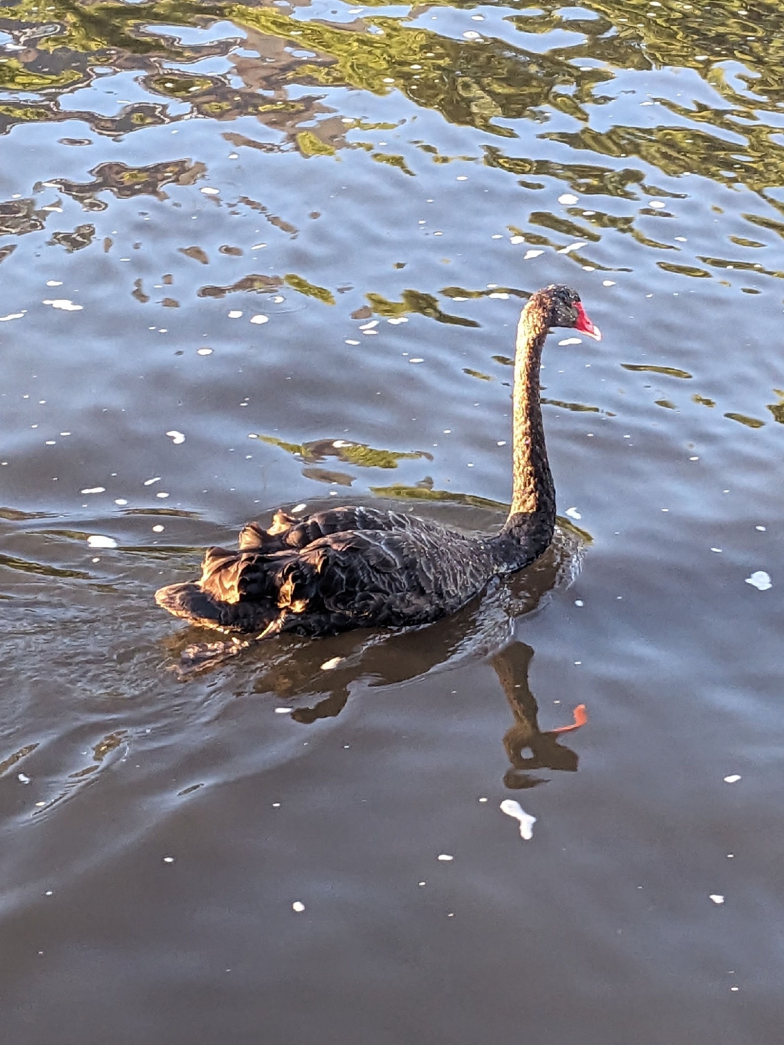Black Swan (Cygnus atratus), photo 2