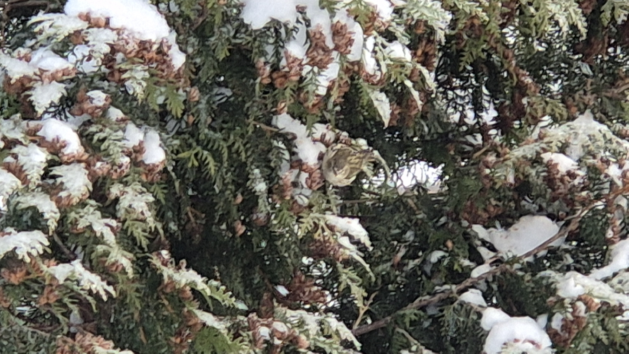 Eurasian Siskin (Spinus spinus), photo 10