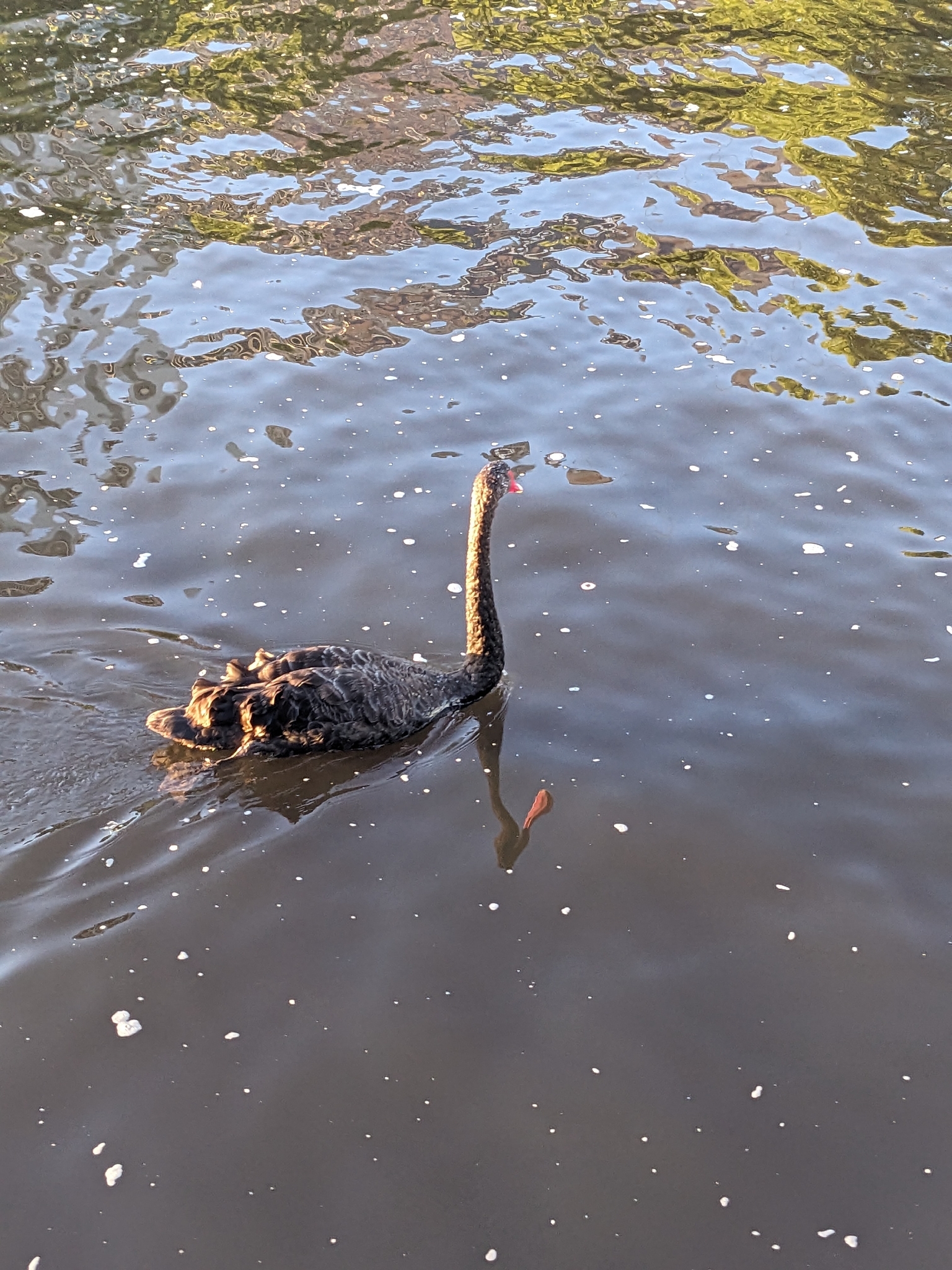 Black Swan (Cygnus atratus), photo 3