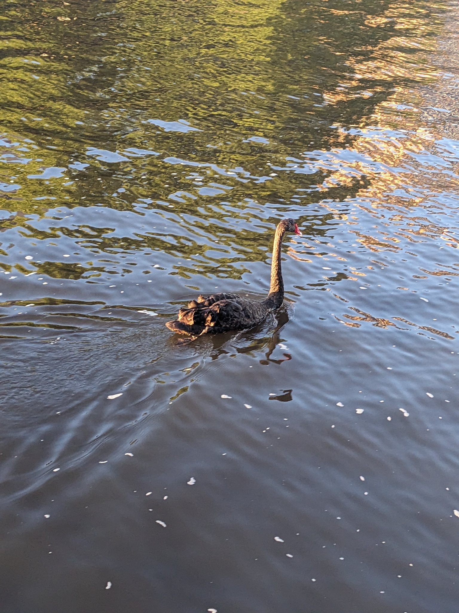 Black Swan (Cygnus atratus), photo 4
