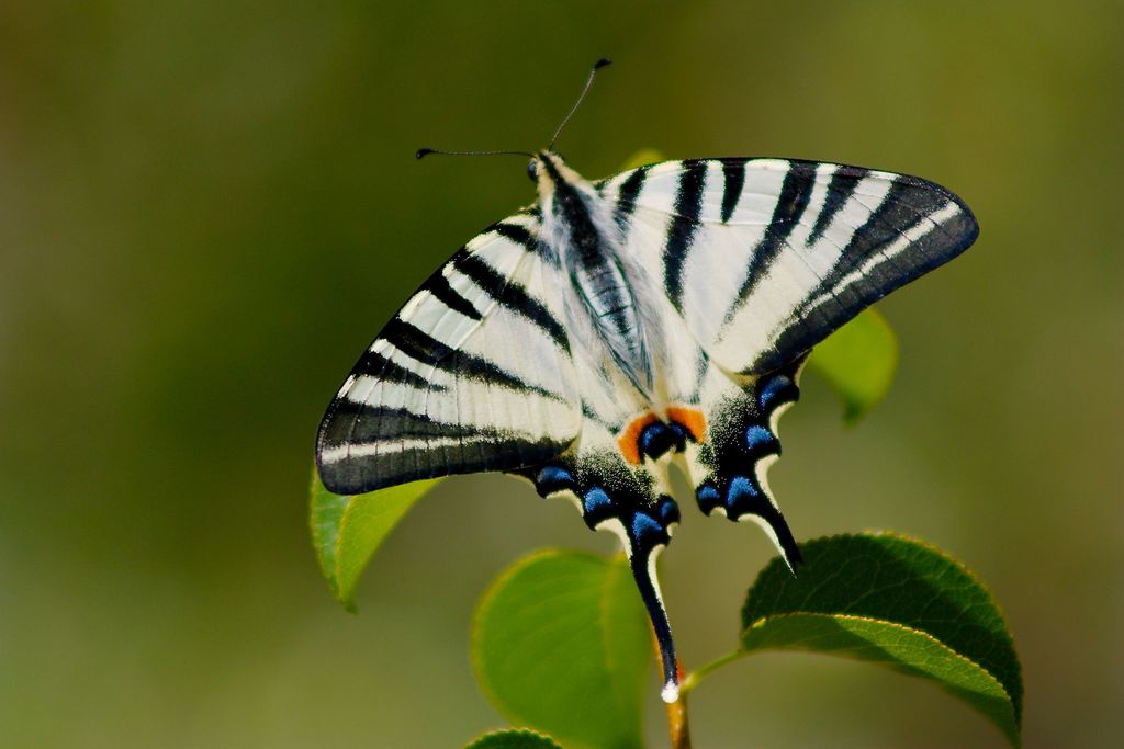 Scarce Swallowtails
