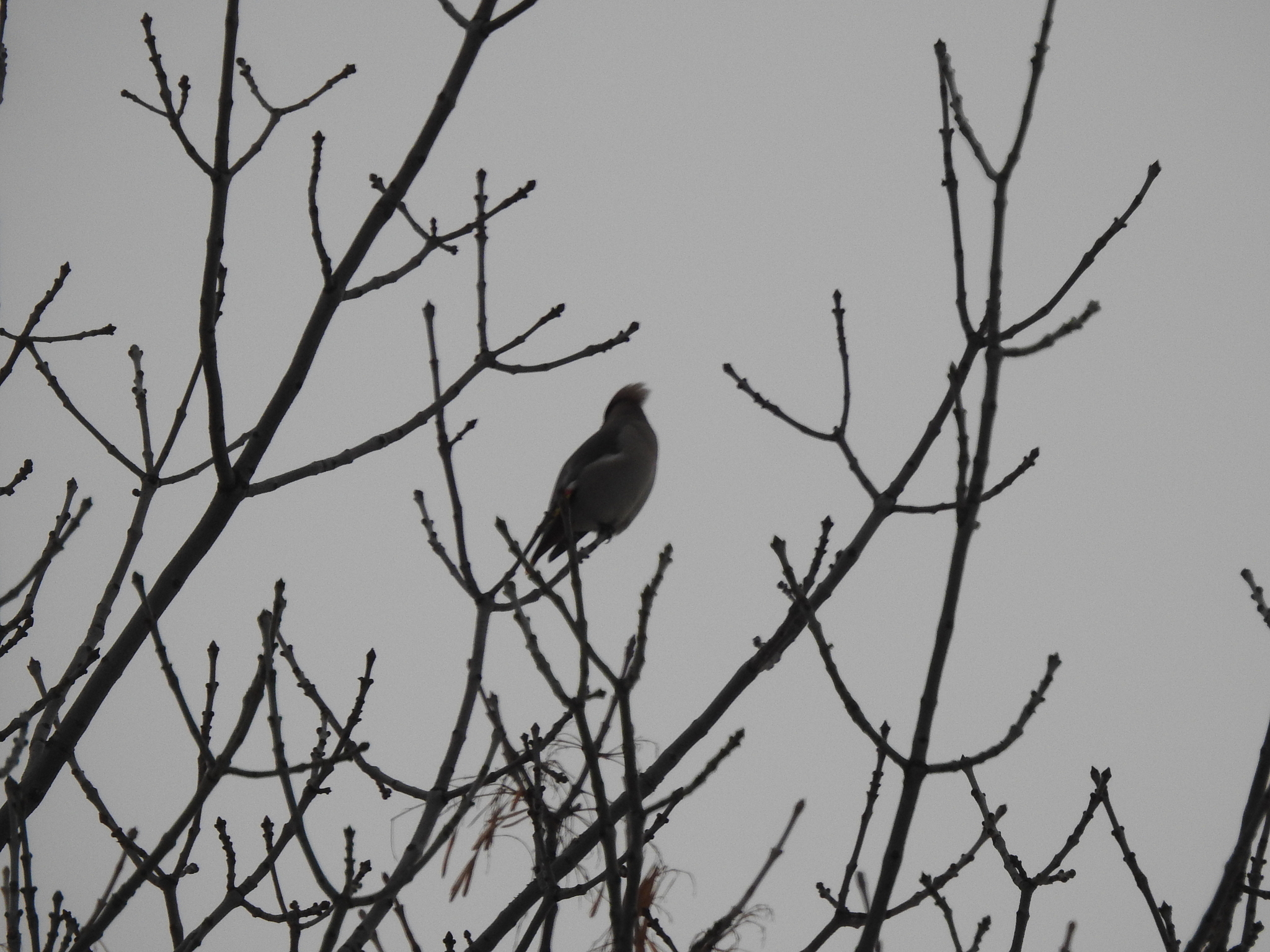 Bohemian Waxwing (Bombycilla garrulus), photo 2