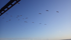 Pelecanus occidentalis