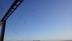 Pelecanus occidentalis