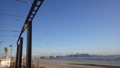 Pelecanus occidentalis