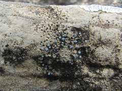 Pyrenodesmia variabilis