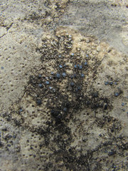 Pyrenodesmia variabilis