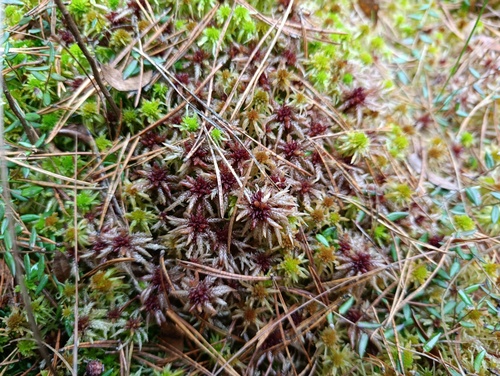 Divine Bogmoss (Sphagnum divinum)