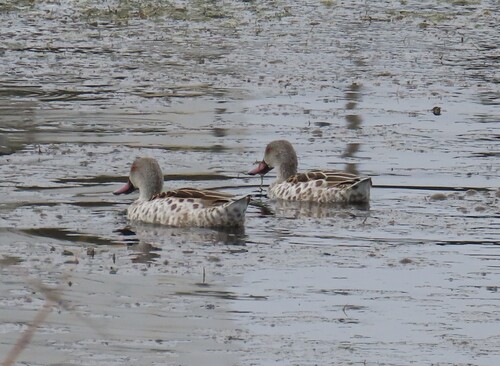 iNaturalist: (c) Johan Huisamen, some rights reserved (CC BY-NC), uploaded by Johan Huisamen iNaturalist image