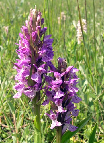 Southern Marsh-orchid (Dactylorhiza praetermissa)