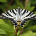 Iberian Scarce Swallowtail - Photo (c) Agustín Povedano, some rights reserved (CC BY-NC-SA)