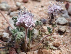 Phacelia arizonica