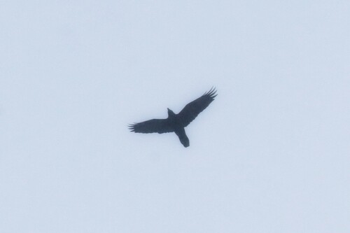 Northern Raven (Corvus corax), photo 2