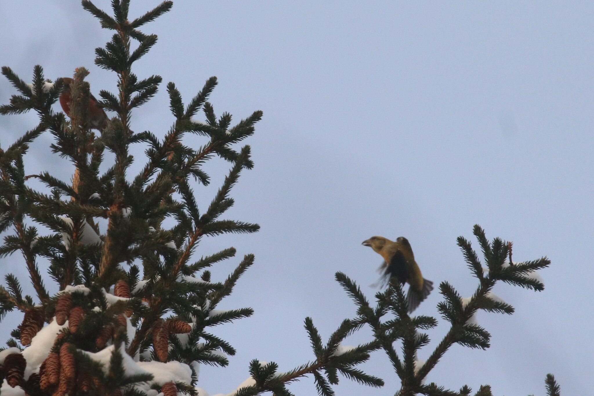 Red Crossbill (Loxia curvirostra), photo 3