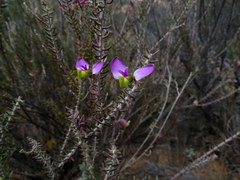 Polygala teretifolia