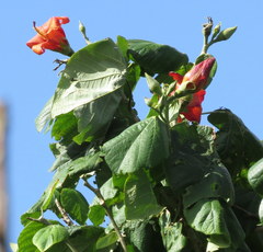 Hibiscus elatus