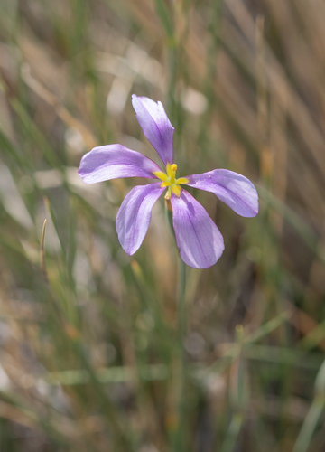 Solenomelus segethi, photograph 5