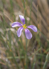 Solenomelus segethi, photograph (c) Morten Ross, some rights reserved (CC BY)