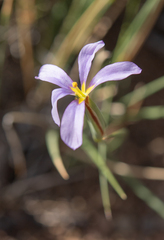Solenomelus segethi, photograph (c) Morten Ross, some rights reserved (CC BY)