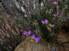 Polygala teretifolia