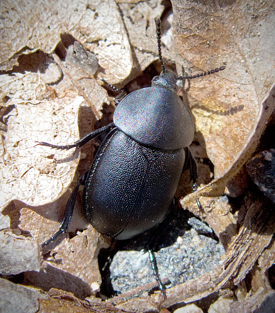 Silpha laevigata