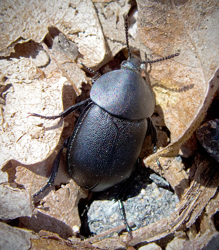 Silpha laevigata