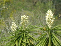 Yucca gigantea