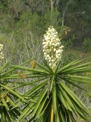 Yucca gigantea