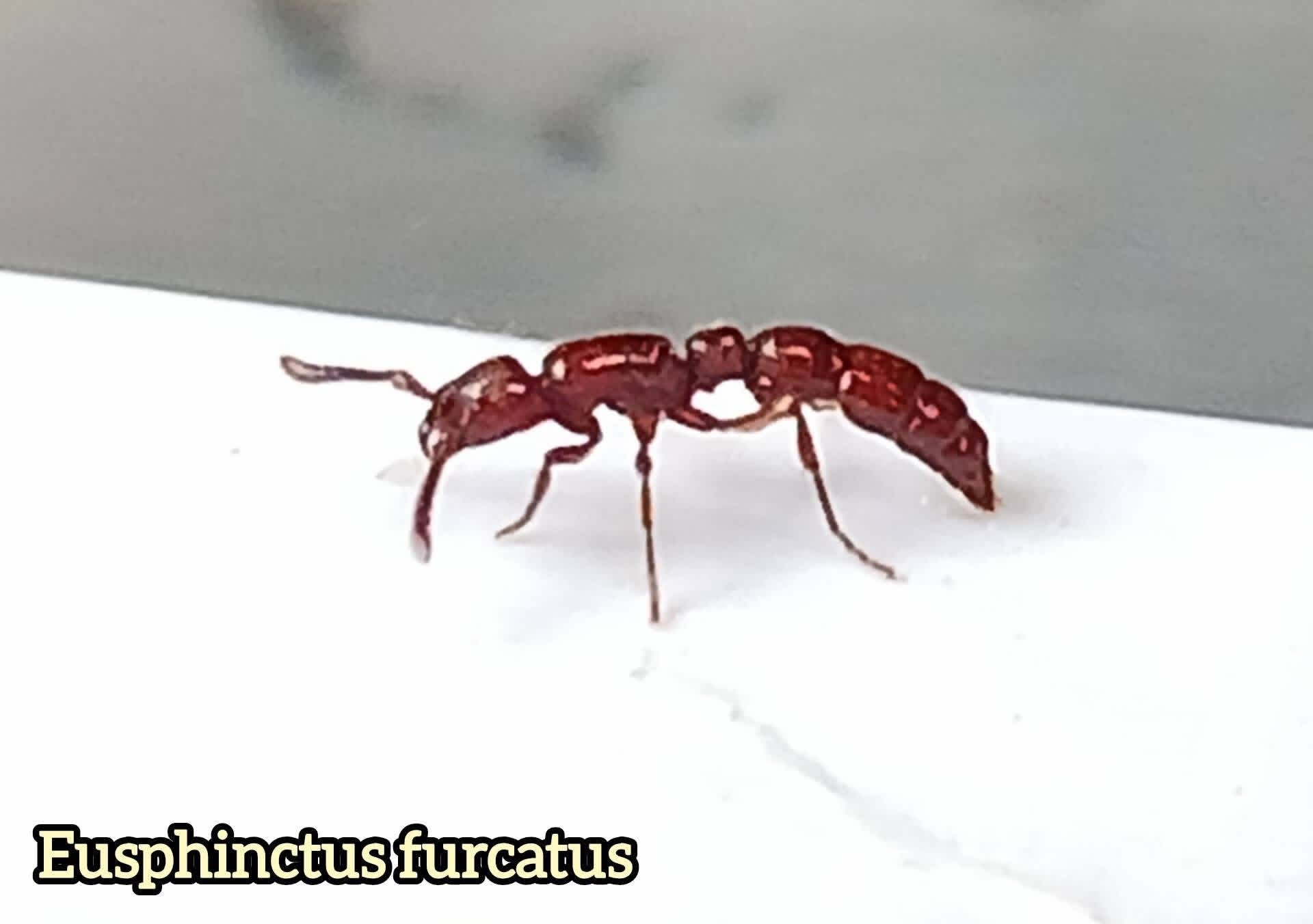 Eusphinctus furcatus