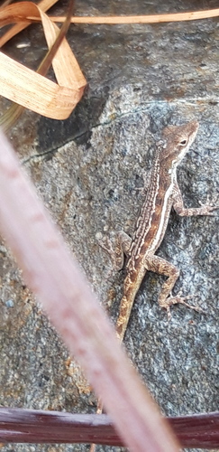 Anguilla Bank Tree Anole