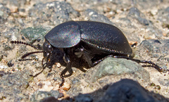 Ablattaria laevigata