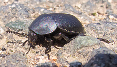 Ablattaria laevigata