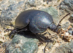 Ablattaria laevigata