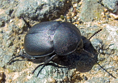 Ablattaria laevigata