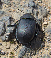 Ablattaria laevigata