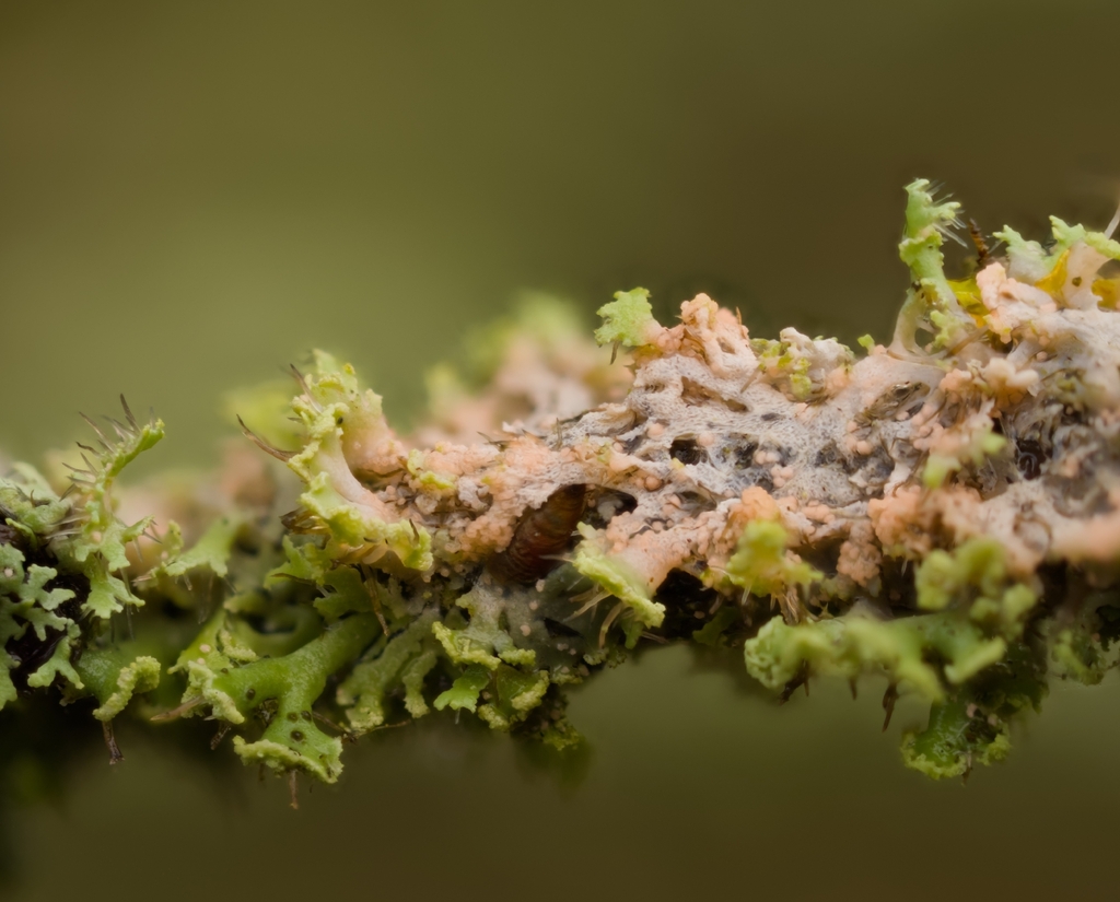 Erythricium aurantiacum · December 2025 · photo: © gustaf1 (iNaturalist, cc0)