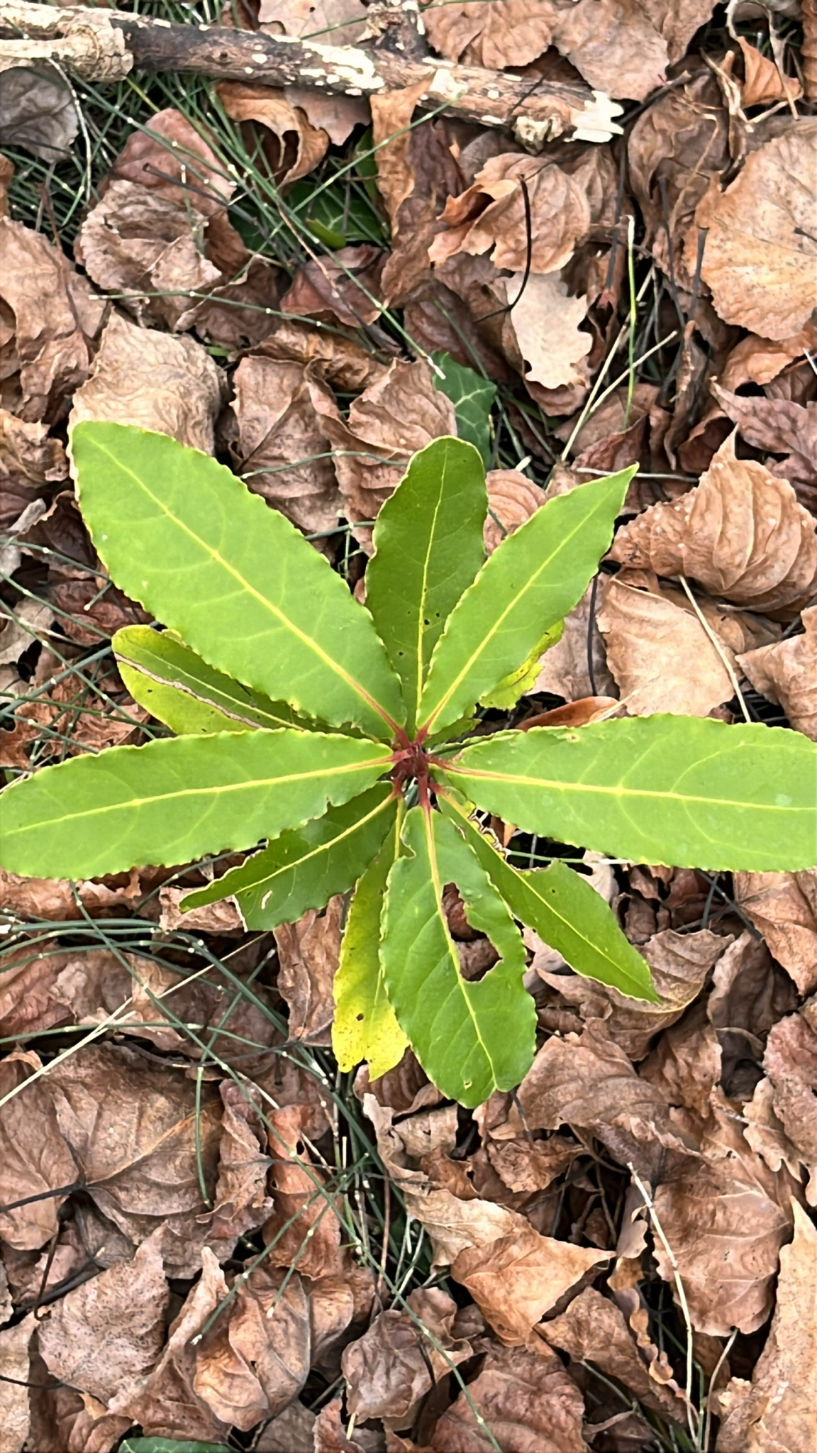Photo by lucasrondeau via iNaturalist (Copyright lucasrondeau)