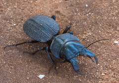 Crepidopterus
