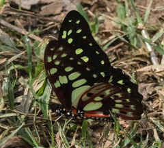 Graphium cyrnus