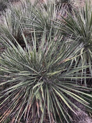Yucca constricta