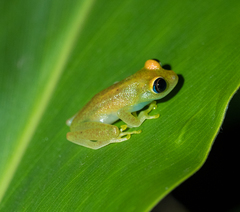 Boophis viridis